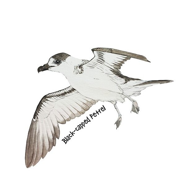 Esteban_birds's tweet photo. where are the seabird lovers? 👨🏽🎨 ☺️ 🥳 🤔 here I leave this "Diablotín" #blackcappedpetrel You can go to the link and see all the things to express our love for birds especially #seabirds https://t.co/rBKEevcpMG
#birdslovers https://t.co/ToKTzeWqu6