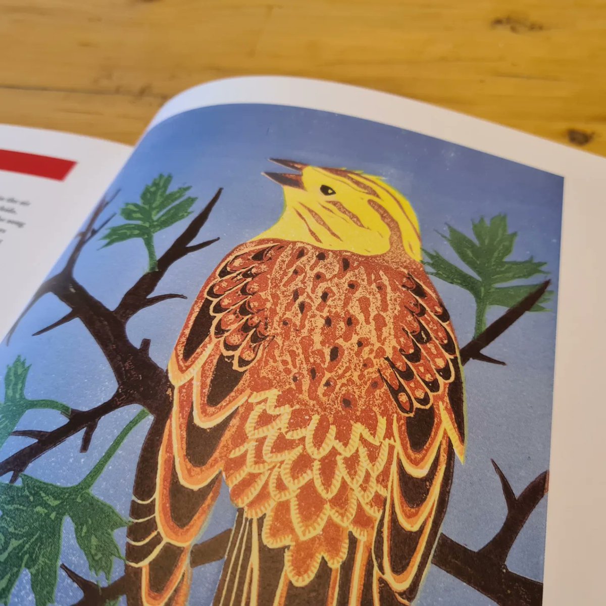 My copy of #IntoTheRed arrived this morning, featuring a page on the yellowhammer by yours truly (accompanying artwork by @a_deegan). A beautiful but sad book, put together by @YoloBirder and @miketoms for the @_BTO