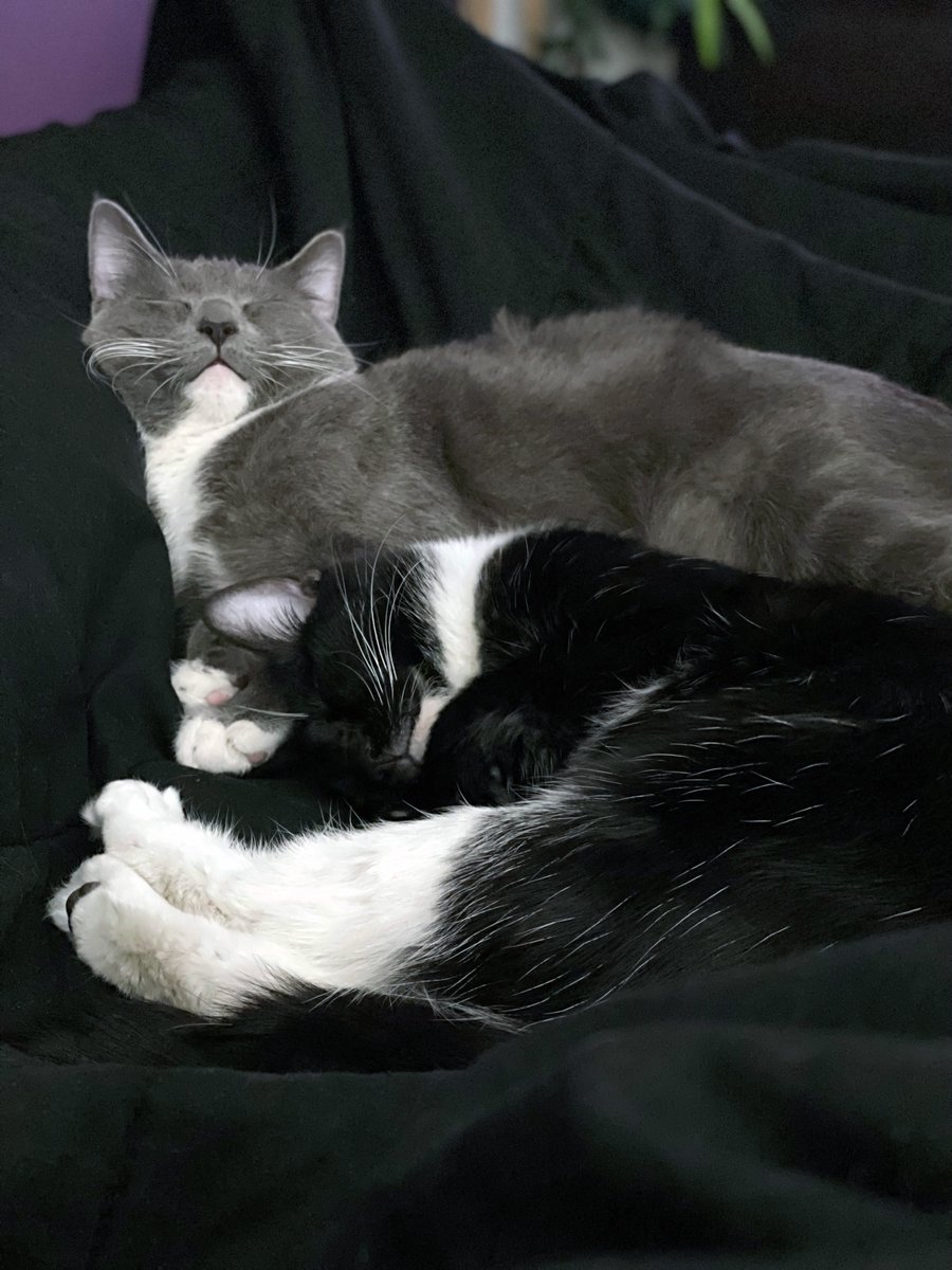 Heph's Foster Cat Haven tweet media