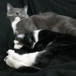 Photo by Heph's Foster Cat Haven (@HephNeedsAHome)