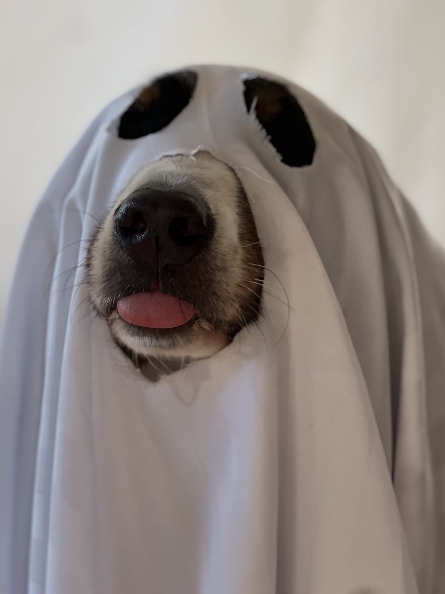 bunsenbernerbmd's tweet photo. Be honest- would you let this ghost haunt you?
#Halloween https://t.co/SUdTrGKRSS