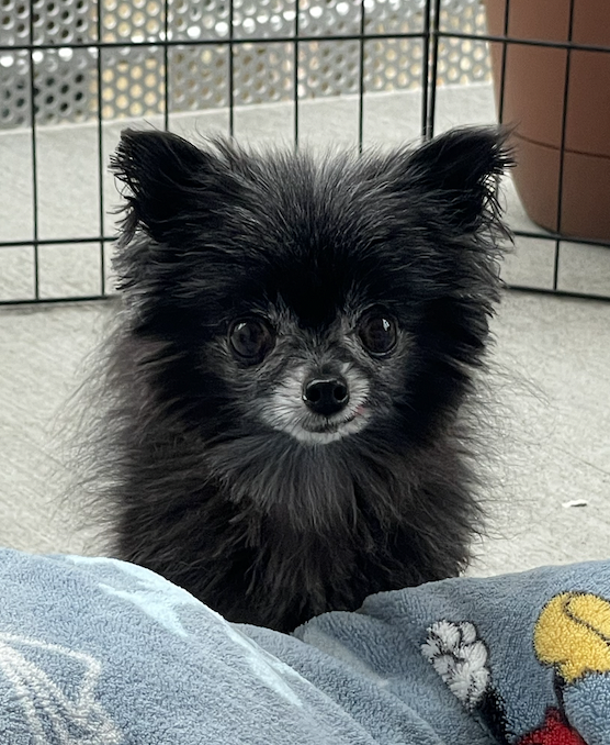 lunajoyawriter's tweet photo. In case you missed it: @LeoRosanna has a wonderfully spooky cover for her new paranormal series coming next March!
This blog post including Sweetie picture is #TinyEditor approved.
https://t.co/IP0PXX7QxO https://t.co/vHllVD7irf