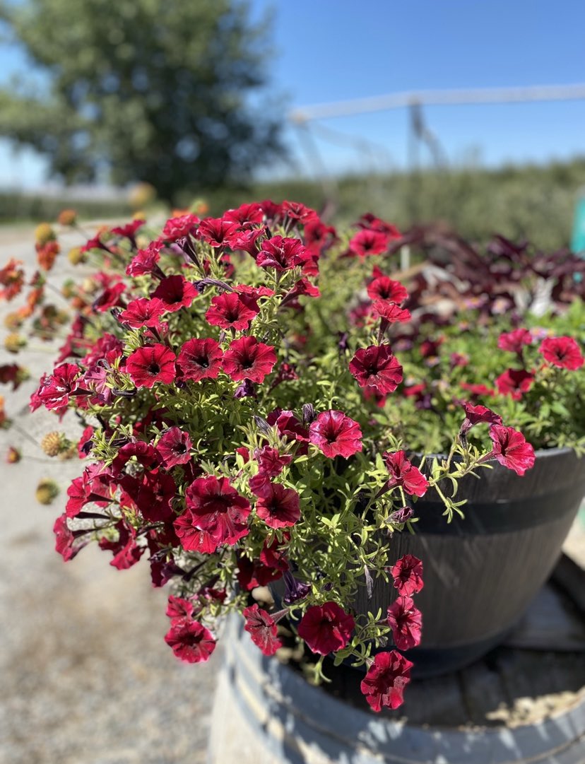 @fionamusiclakes @gfreetraveler @4passports @LiveaMemory @Celiawood18 @MichelleU_Wood @katelettuce @photography_mls @WaltzGarden @pajacksonartist #Top4Theme #Top4Blooms @fionamusiclakes @LiveaMemory @gfreetraveler @4passports 
A few area flowers from our ag museum’s dahlia garden, plus cherry blooms this past spring