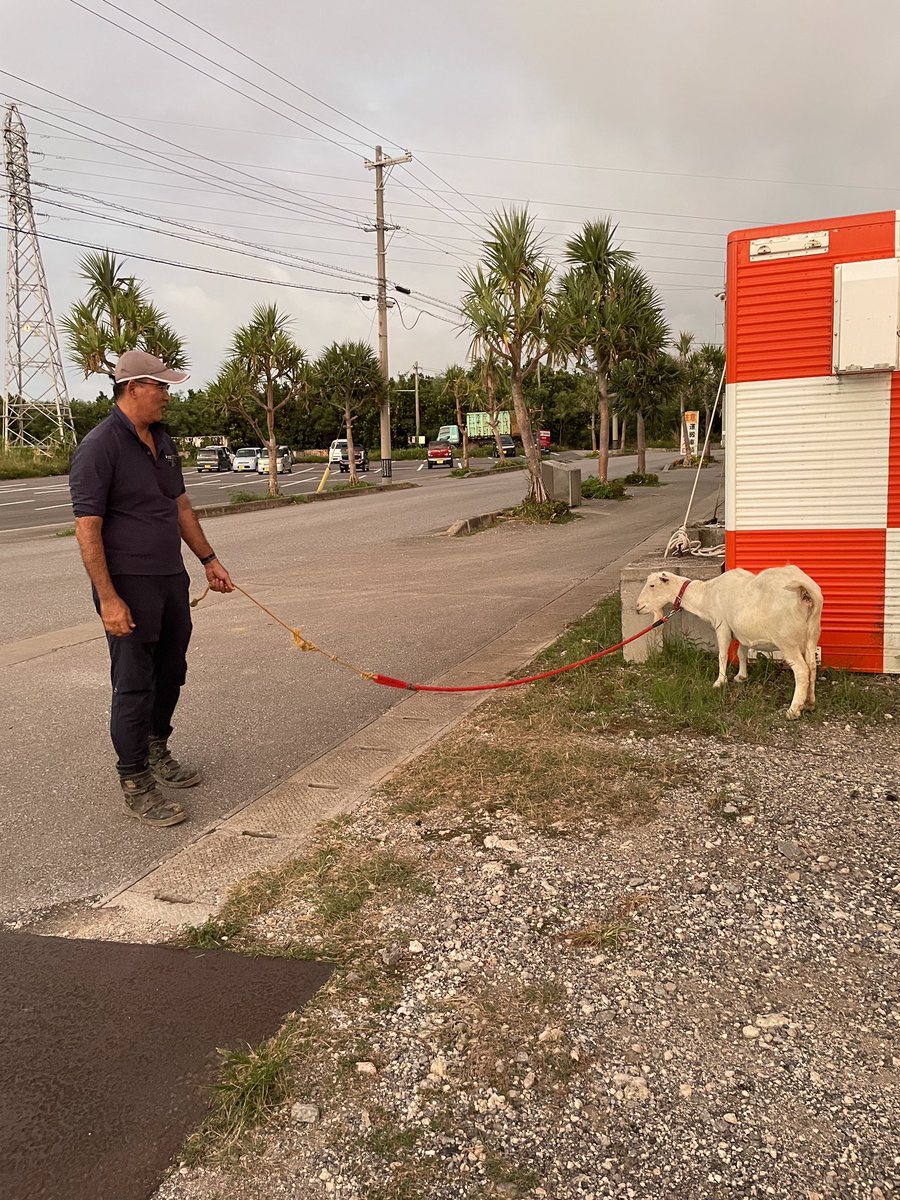ごく普通の島の風景。