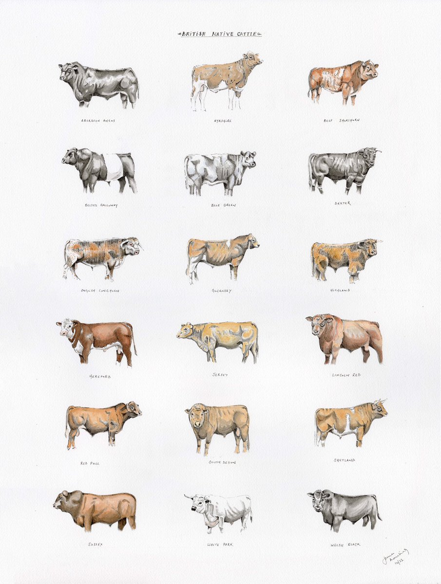 JRFArmstrong's tweet photo. These illustrations are now available as Limited Edition prints on fine art paper. 24”x18” or 61cm x 45cm
#BritishNativeCattle x25
#Britishbutterflies x50
#Birds x25
Please get in touch directly as they are NOT on my website as selling fast! 🙏🏼 RT &amp; share around 
#bulls #birds https://t.co/fMx7p5ojwf