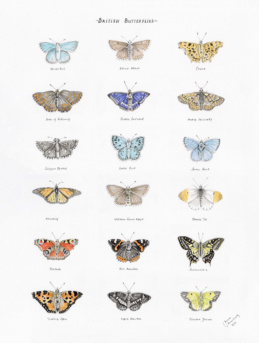 JRFArmstrong's tweet photo. These illustrations are now available as Limited Edition prints on fine art paper. 24”x18” or 61cm x 45cm
#BritishNativeCattle x25
#Britishbutterflies x50
#Birds x25
Please get in touch directly as they are NOT on my website as selling fast! 🙏🏼 RT &amp; share around 
#bulls #birds https://t.co/fMx7p5ojwf