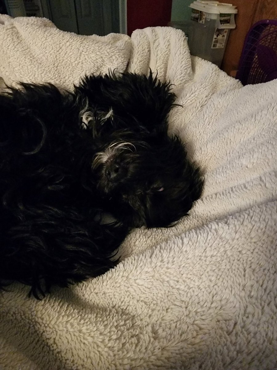 growingupmando's tweet photo. Mando Monday is for snoozing

#mandomonday #mando
#TheMandalorian #DogsofTwittter #puppy https://t.co/tzpUoNIvL3