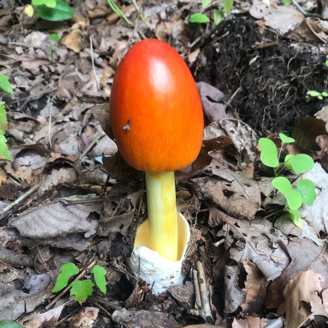 GreeterFalls's tweet photo. Look what we found! Amanita Jacksonii. #greeterfalls #savagegulf #tennesseestateparks #tennesseewaterfalls #campground #RVCamp #glamping #waterfall #boardtreefalls #stonedoor #camp #hike #adventure #nature #explore #getoutside #rangerfalls #trail #fallcreekfalls https://t.co/hBksCKwJ7I
