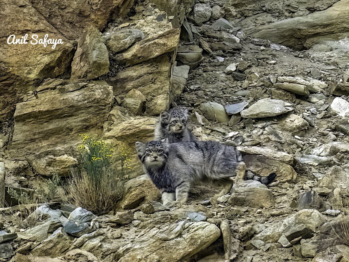 SafayaAnil's tweet photo. Pallas's cat, also called Steppe Cat, or Manul. One of the most elusive cats from Tibetan plateau. Glad to have sighted & captured at Ladakh.
#TwitterNatureCommunity #IndiAves #NaturePhotography #BBCWildlifePOTD #NatureBeauty #nikonphotography #sonybbc https://t.co/UgXj3Ul0lT