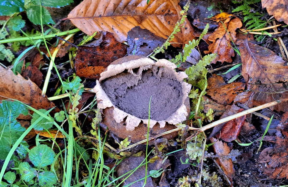 newforestranger's tweet image. A stunning day for our #NewForest Walking Festival guided walk in Sway &amp;amp; Setthorns with @NewForestNPA member @setarling. Other walks with rangers are available during the Festival so sign up now!