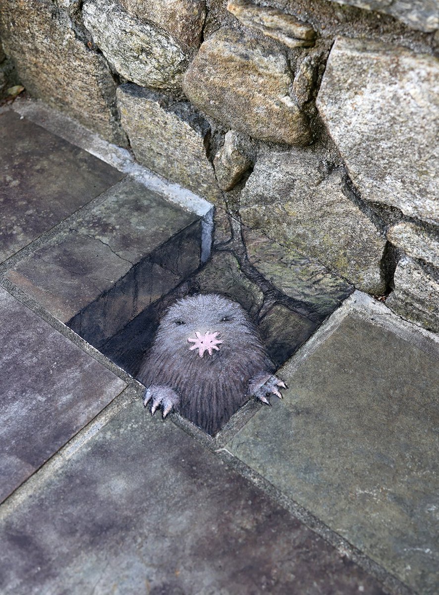 Elmer wants to know if you’d like to grab some grub(s). #StreetArt #SidewalkChalk #AnamorphicArt #StarNosedMole #LunchDate