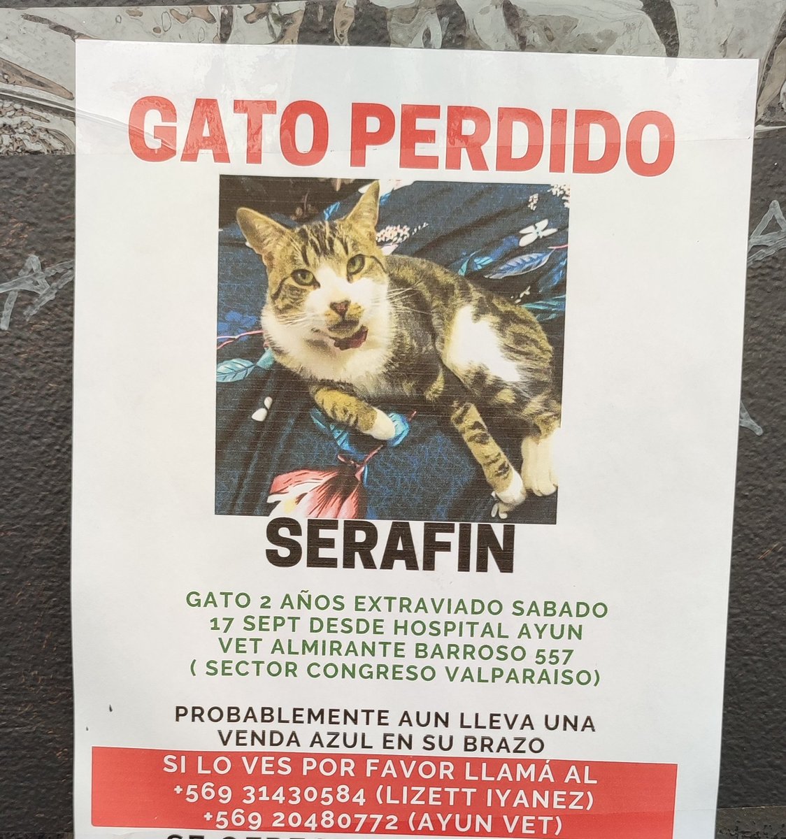 ZurdoGato2's tweet photo. Comp@s, ayudemos a encontrar este gatito!! Su familia lo busca!! Ayuda con un R.T !!! 🚨🚨
#Valparaíso 
#GatoPerdido https://t.co/3Y5W9UoSCl