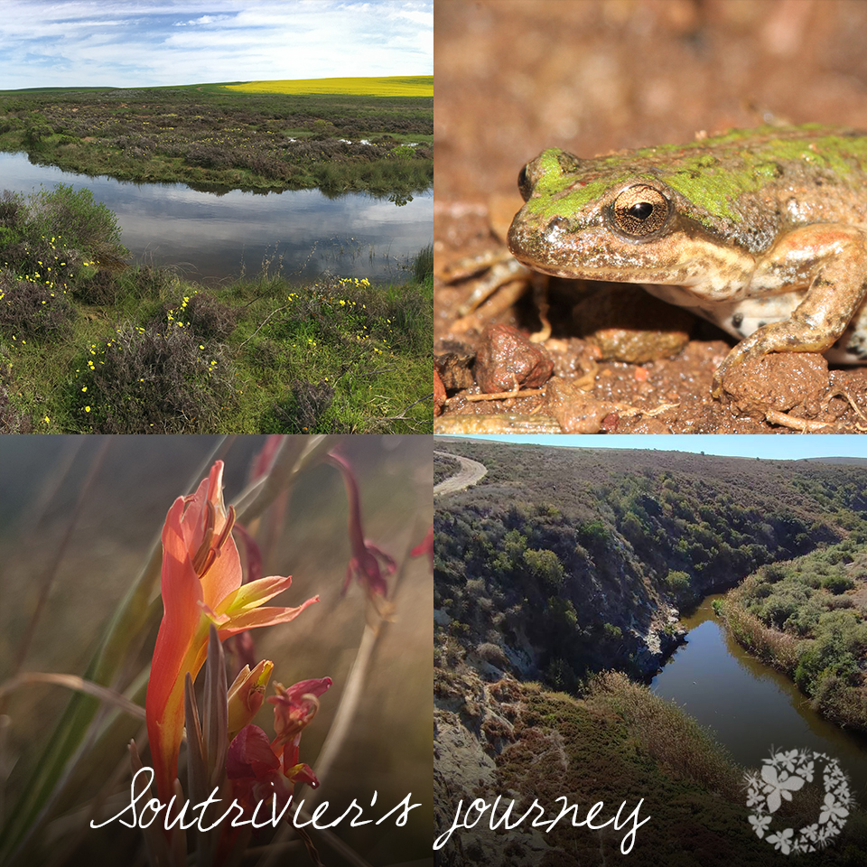 Renosterveld's tweet photo. Through the #Overberg’s patchwork landscape, the Soutrivier (Salt River) harbours many unique plants and animals that support our #Renosterveld ecosystems. #ORCT intern Nande Notyalwa shares this river’s journey and visits some of our easements: https://t.co/FC7HaN8GYM https://t.co/k2lWqPuo40