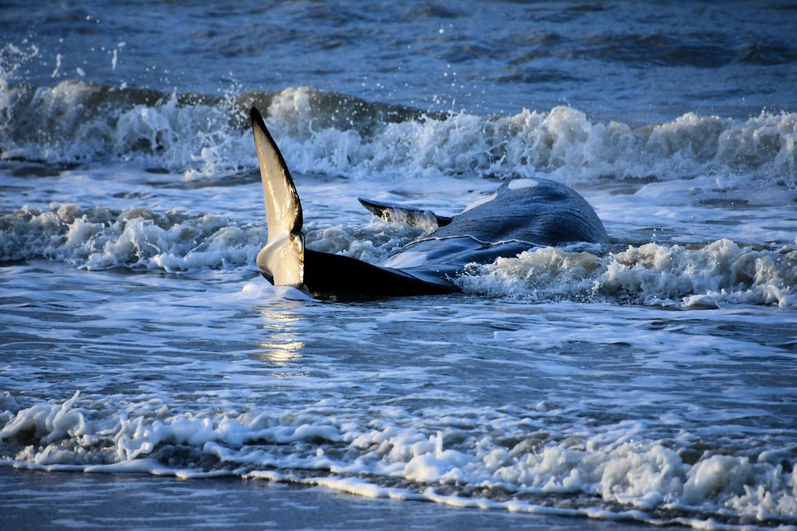 nieuwsbegrip's tweet photo. Zaterdag spoelde er een levende orka aan in Zeeland. Het dier werd door hulpverleners terug naar zee geholpen, maar spoelde later opnieuw aan. De volgende dag overleed ze. Het is heel zeldzaam dat een orka aanspoelt in Nederland. Nieuwsbegrip gaat erover deze week!
[Foto: ANP] https://t.co/rUGgpxtWzR