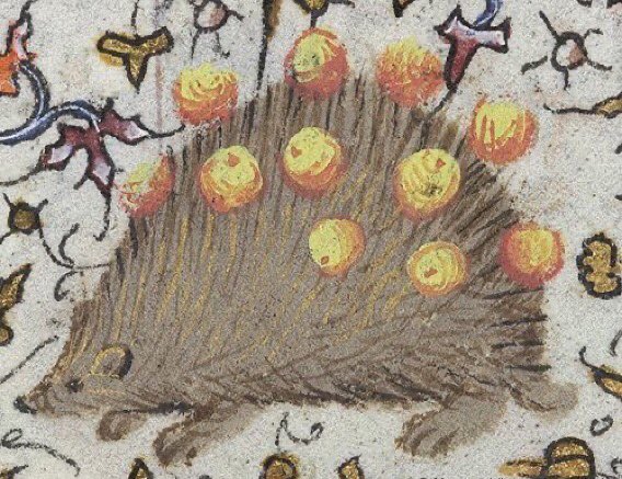 It was believed in medieval times that hedgehogs had spikes so they could roll over fruit to carry home to their children, which is not true but is a really cute idea