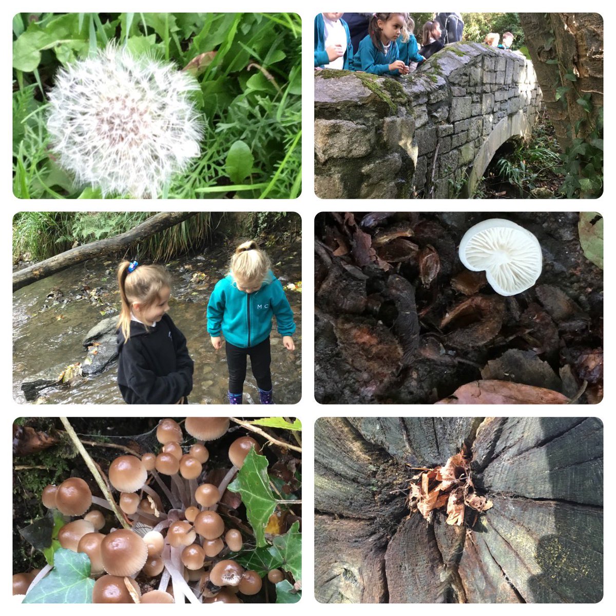 amyparsons123's tweet photo. What better way to explore our senses than a walk through Ham Woods…so much awe and wonder! We can’t wait to use our new vocabulary in our senses poems! @Mayflower_MCA @siobhanbradsMCA @CatherineactMCA https://t.co/mmskPRjJUi