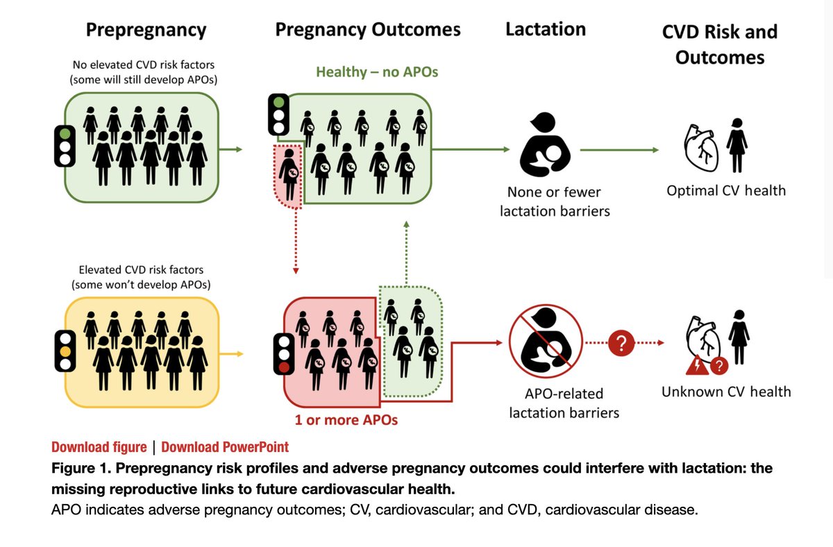 Important commentary in <a href="/JAHA_AHA/">JAHA</a> by Erica Gunderson <a href="/KPDOR/">Kaiser Permanente Research NorCal</a> <a href="/kpnorcal/">KPNorthernCal</a> &amp; #UofSC <a href="/UofAlabama/">The University of Alabama</a> colleagues calling for more research on #preeclampsia &amp;  #breastfeeding barriers &amp; #cardiovasculardisease prevention #womenshealth #CVD #cardiotwitter

Viewpoint: ibit.ly/6VZQ