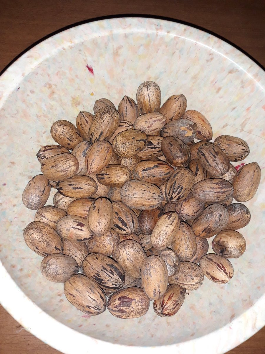Potato86887291's tweet photo. I'm needing a bigger bowl, @RebeccaGrambo and @GlenGrambo. #pecans #texasware https://t.co/RgagJUgmx7
