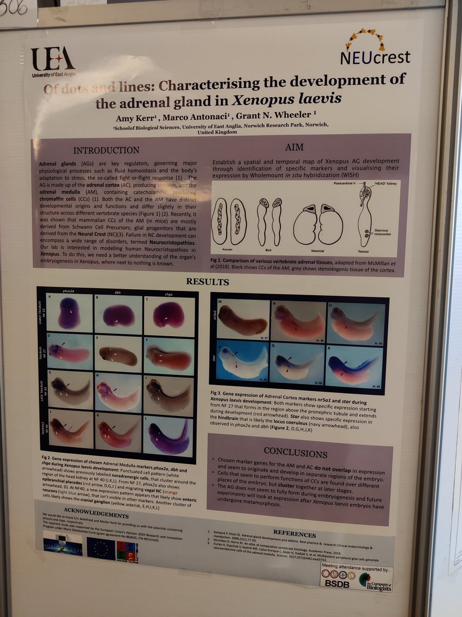 Amy Macleod (@macleodkerr) on Twitter photo Last minute preparations for our <a href="/lab_wheeler/">Wheeler Lab ๐ธ๐ฌ</a> poster presentations this morning at the #isdb2021 . Catch our sessions poster Nr. 141 and 306.
Thanks to the <a href="/_BSDB_/">British Society for Developmental Biology</a> and <a href="/GenSocUK/">The Genetics Society</a> for some helpful travel funding Last minute preparations for our <a href="/lab_wheeler/">Wheeler Lab ๐ธ๐ฌ</a> poster presentations this morning at the #isdb2021 . Catch our sessions poster Nr. 141 and 306.
Thanks to the <a href="/_BSDB_/">British Society for Developmental Biology</a> and <a href="/GenSocUK/">The Genetics Society</a> for some helpful travel funding