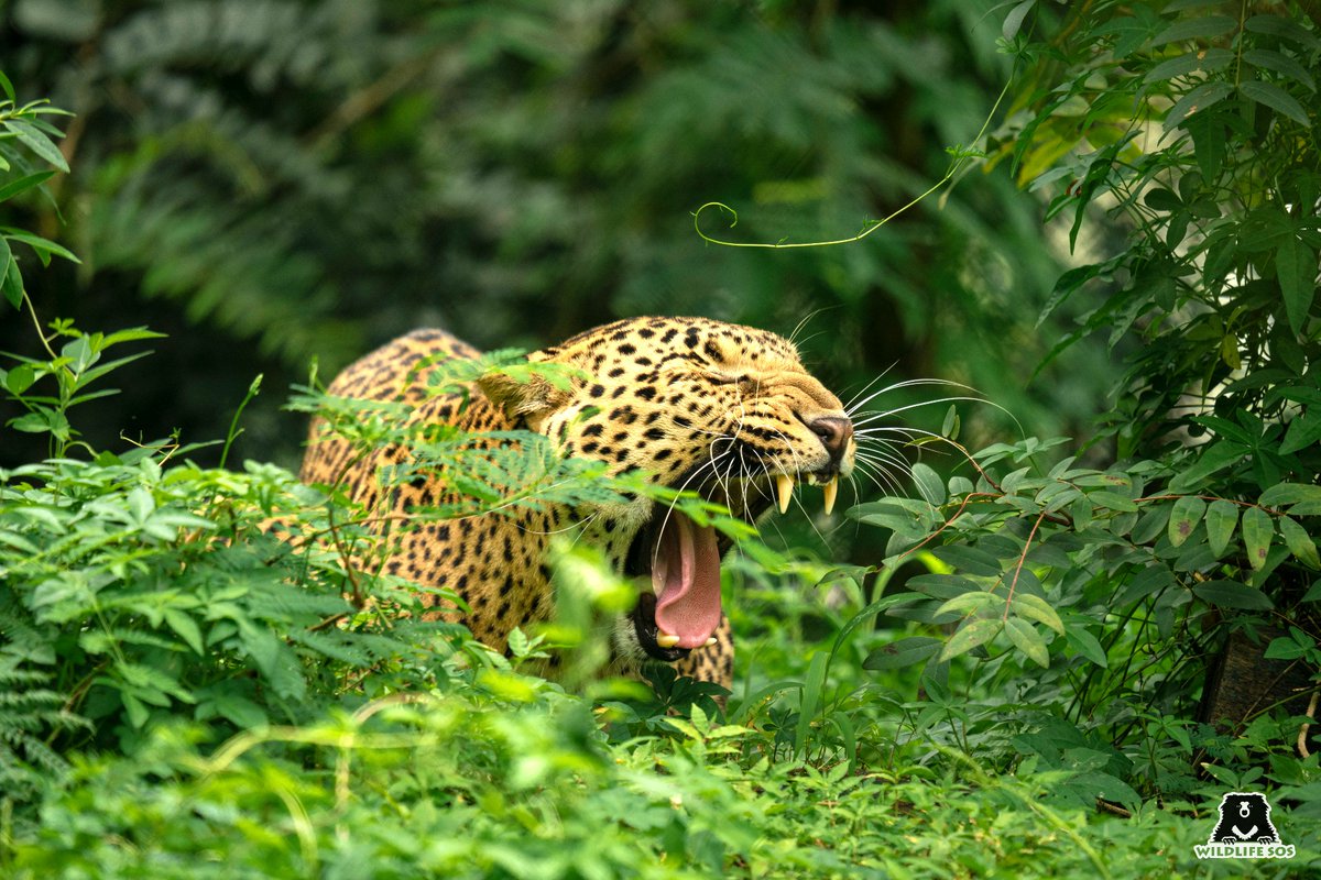 Wildlife SOS on X: I'm not over the weekend yet. In frame: George The  Indian #Leopard was rehabilitated at the Wildlife SOS Manikdoh Leopard #Rescue  Centre in 2019 and now spends ample time playing on wooden logs, platforms,  and hammocks. https