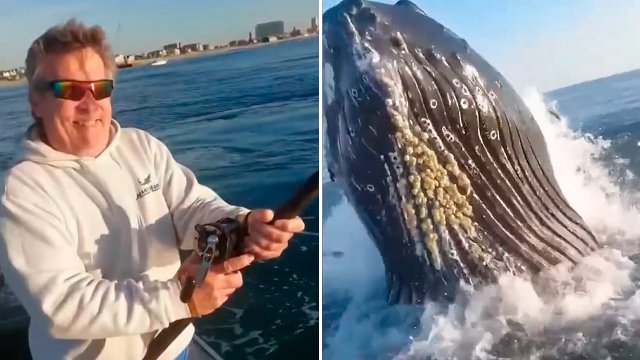 Cooperativa's tweet photo. [Video] #CooperativaContigo Enorme ballena dejó con los pelos de punta a padre e hijo que pescaban en Nueva Jersey https://t.co/knBszraEU3 https://t.co/220LZPCkTp