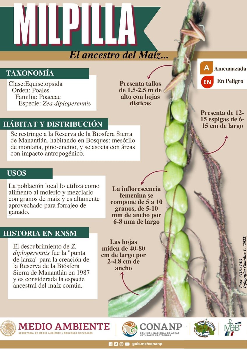 manantlan1's tweet image. #YoSoyManantlan cuna del maíz en #Mexico, guardián del Zea diploperennis uno de los más interesantes ancestros del maíz que actualmente los indígenas protegen y valoran cómo el gran tesoro que es! Aquí 👇🏼más información!!