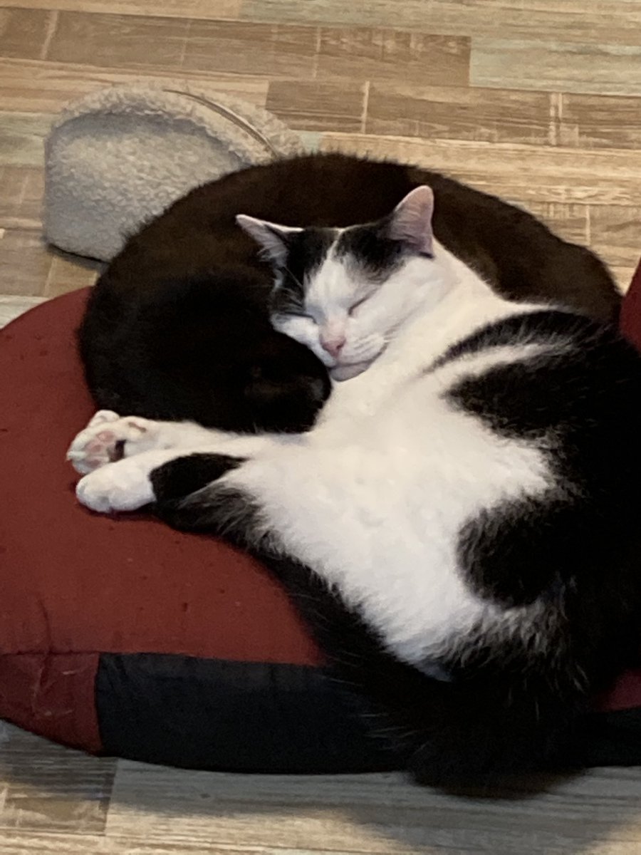 幸せそうに寝ておる

 #くろねこ 
 #ぶちねこ https://t.co/iikNSNOZg5