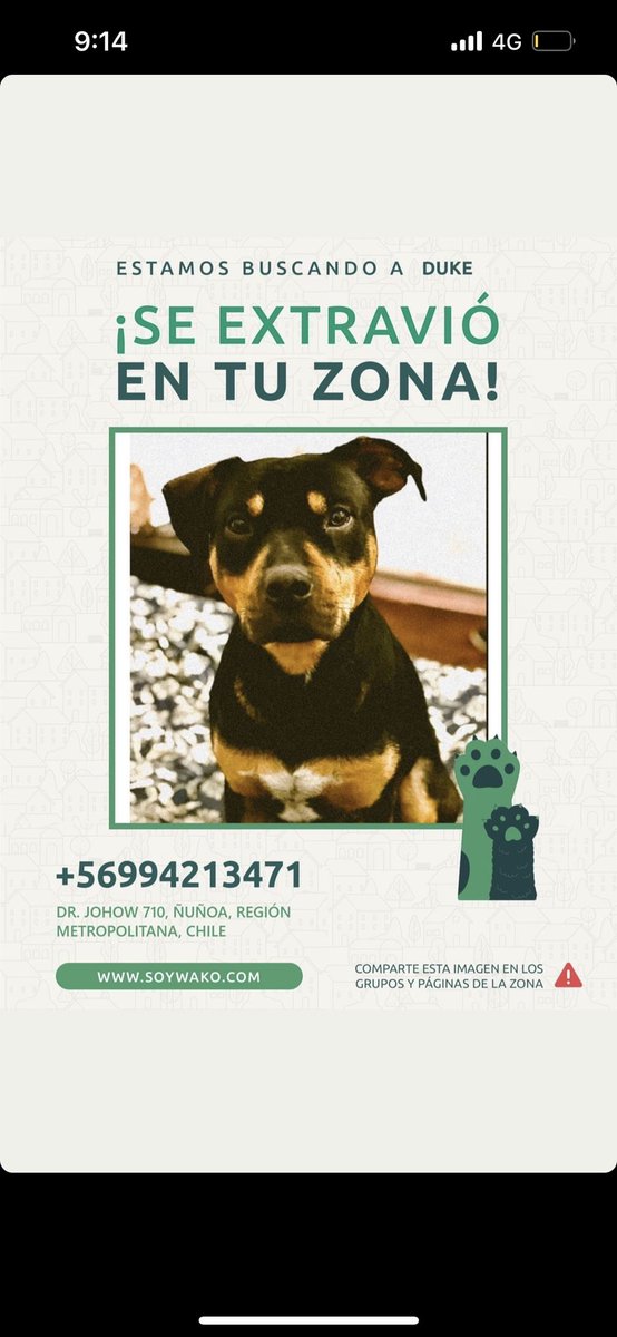 isilvaalegria93's tweet photo. CHICOS SE PERDIÓ DUKE EN PLAZA ÑUÑOA • PORFAVOR ayúdenme con un RT para encontrarlo! https://t.co/rVLUyYAnNb