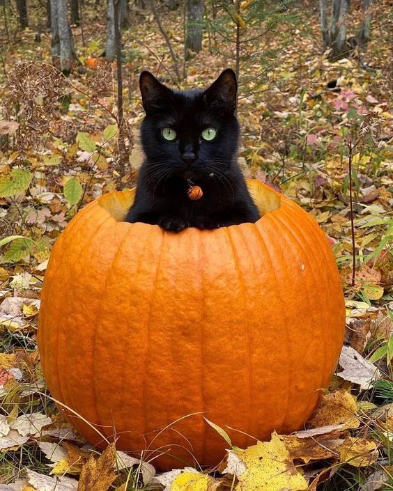 Monday autumn cat for your feed fren🍁🍂😌🐱

#NFTCommunity #NFTArtist