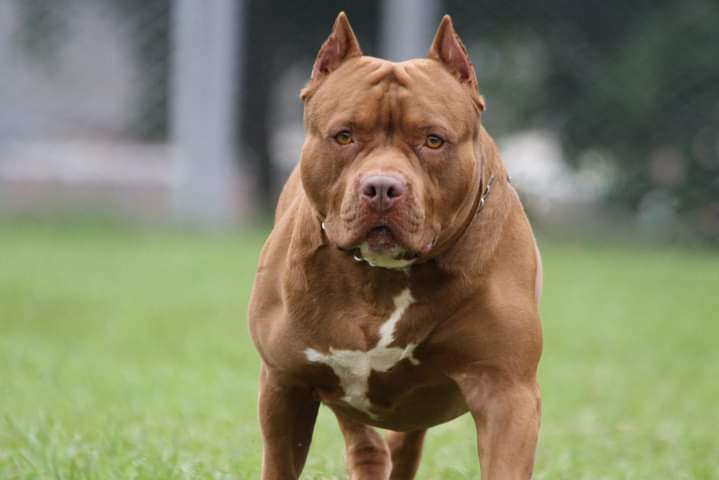 T_Sylar4's tweet photo. Pitbull owners: "If you train your Pitbulls, they won't attack."
If an animal requires such intense training simply to not kill children and babies, then it's not a pet. You might as well leave a loaded gun near kids.

#Pibull #jacobzuma #Pibulls #JuliusMalema #PhalaphalaFarmGate https://t.co/5pJBYZO2BR
