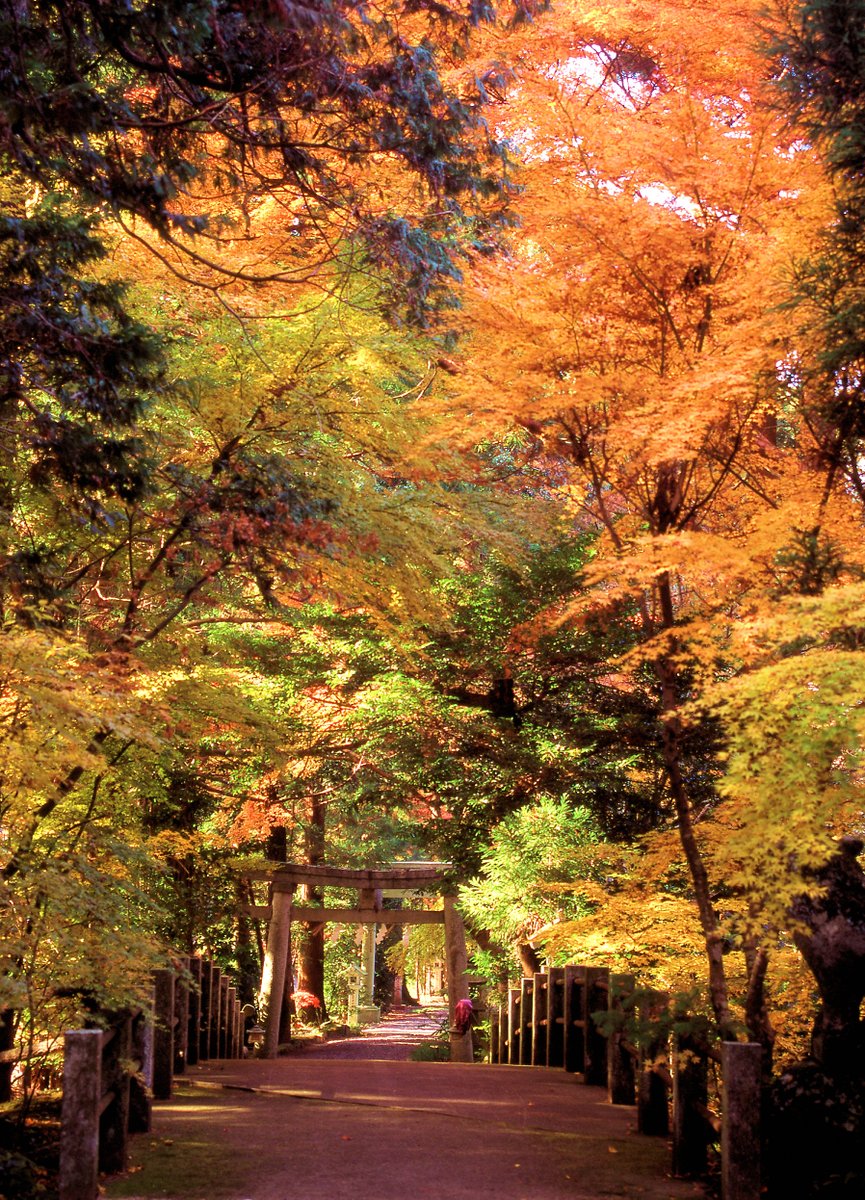 penkichi9's tweet photo. 近年見に行けてません。
#桜川市 #五所駒瀧神社 2007年
#camera:#MAMIYA #645ProTL 
#lens:#CSekor55_110mm F4.5
#film:#Fuji #Velvia100 
#茨城 #紅葉 #秋 #中判 #autumn #firmcamera #filmphotography #mediumformat #ibaraki_japan #look_japan https://t.co/ItOKyi7OD7