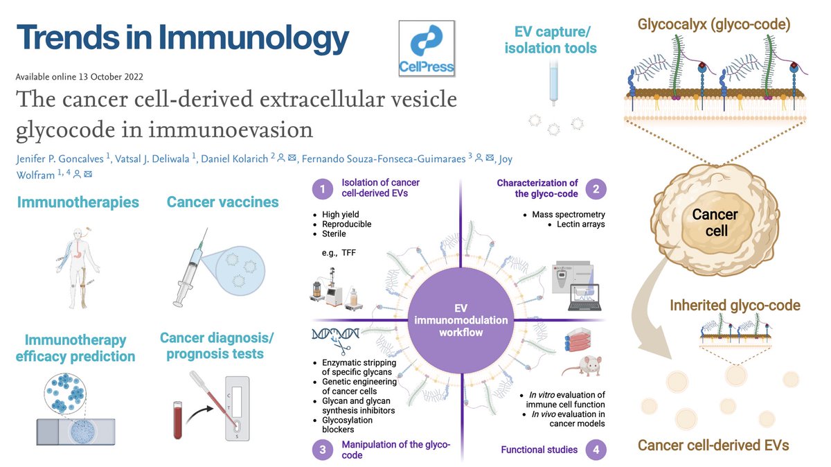 WolframJoy's tweet photo. Do cancer cells release sugar bubbles to hide from the immune system? Learn more about #ExtracellularVesicle #Glycans in our recent publication in @TrendsImmuno Jenifer Goncalves, Vatsal Deliwala, @Fer_NK_nando @DKolarich https://t.co/6DQ8N87618 https://t.co/02i3BOHB3C