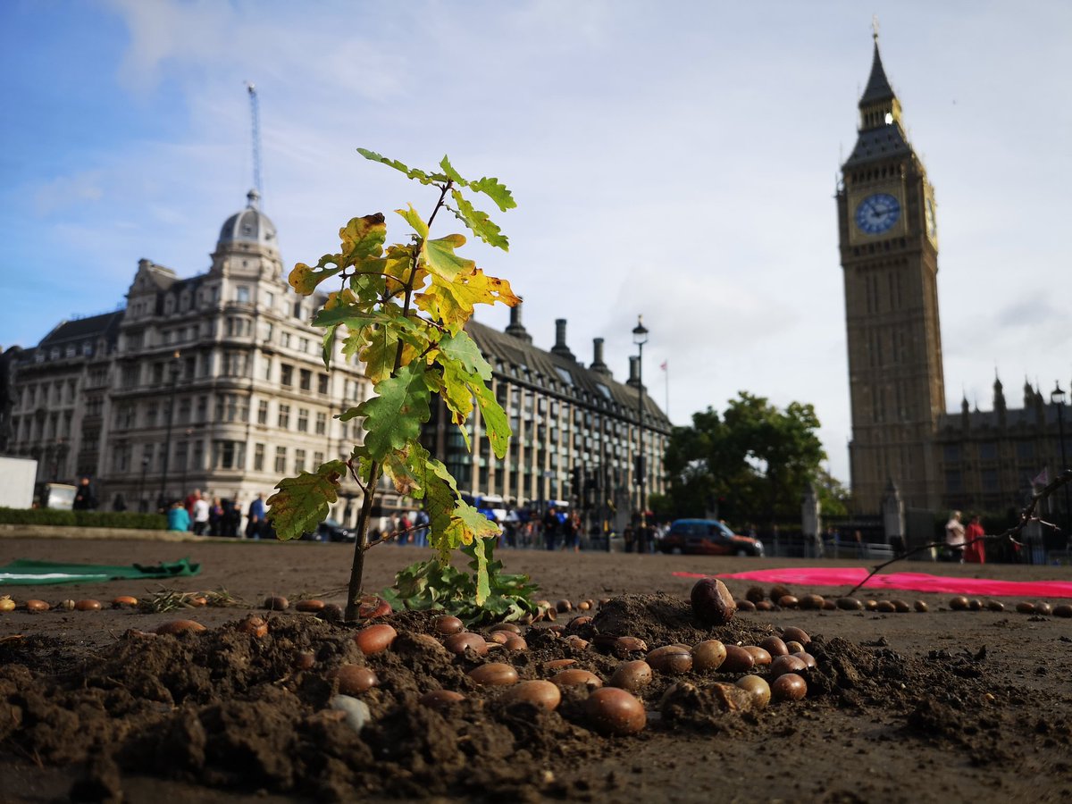 bardseyben's tweet photo. A powerful symbol of hope. Yesterday, members of @xryouthuk planted an Oak sapling in Parliament Square, in the desolate grounds where all the grass died in this summer's heatwaves.

We're asking @MayorofLondon to #KeepTheTree. The seeds of change need fostering more than ever. https://t.co/CU7aDbfhLY