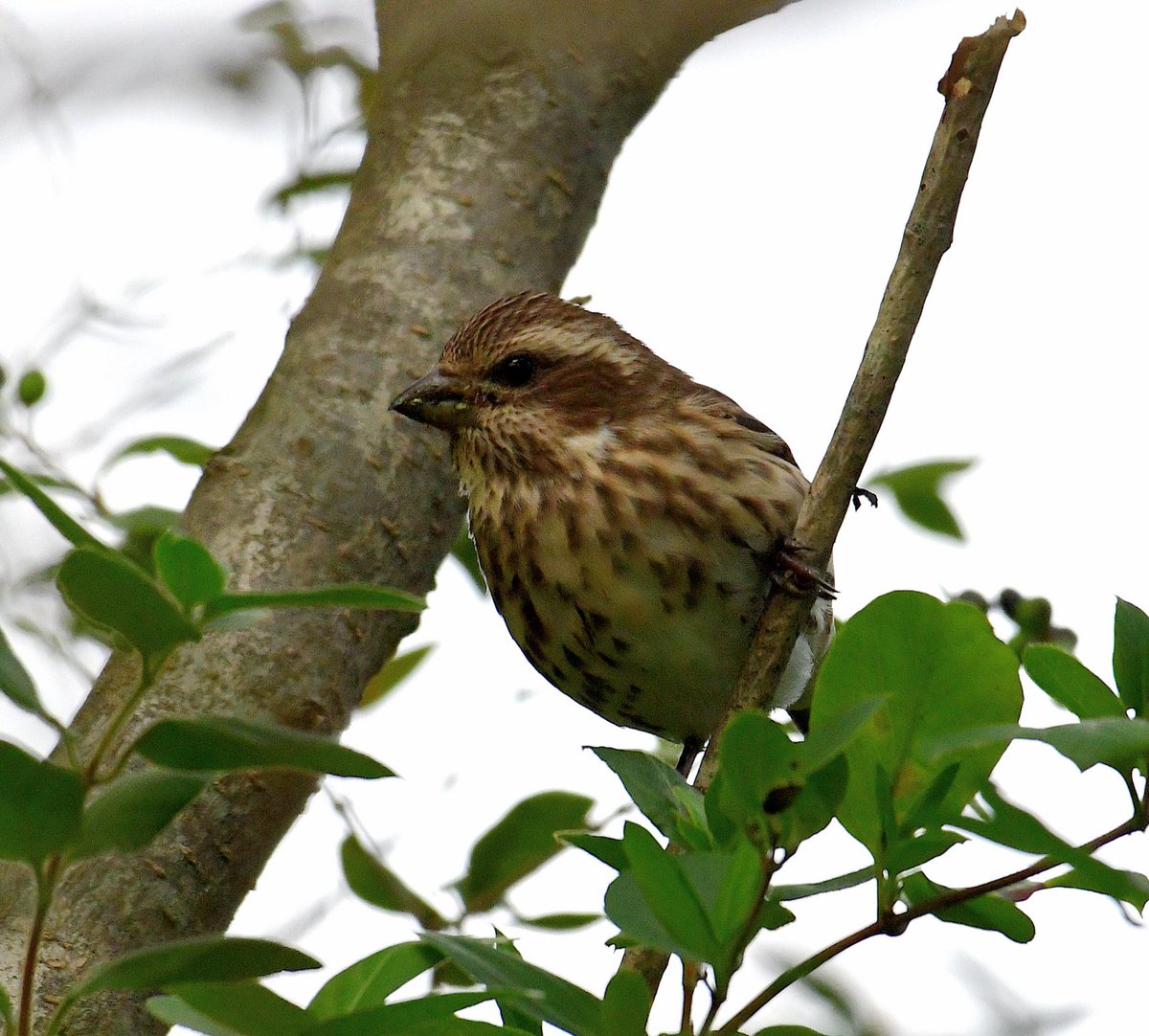 Eric Titcomb tweet media
