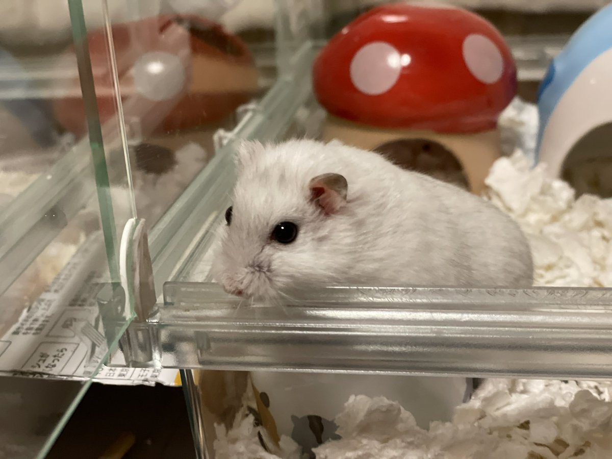 hlUutqn1jmsFbvW's tweet photo. A hamster that sings when you catch it.捕まえるとさえずるハムスター。#さくらちゃん🌸 #CherryBl... https://t.co/MtblomlVxt @YouTubeより https://t.co/Z3hTOAqM4r