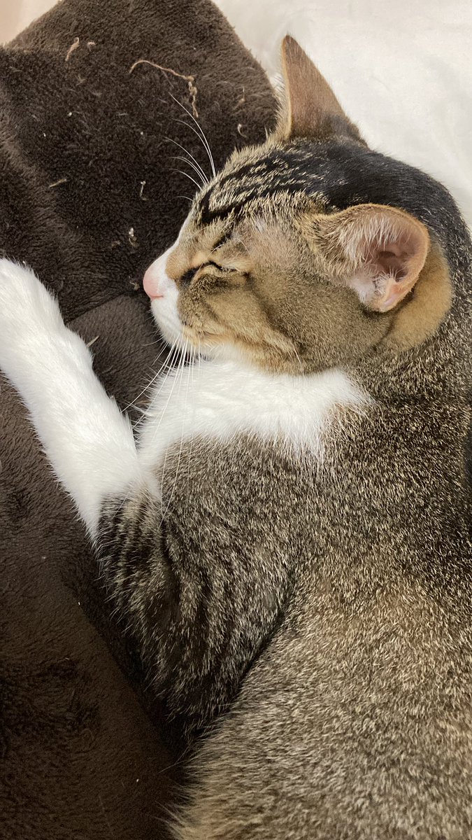吐き気止めの薬をあげてからは嘔吐していないけど、食欲はなくて全然食べられていない。利尿剤飲んでるのに尿もそんなに出ていない、心配。また抜いてもらわないといけないくらい腹水が溜まっている。