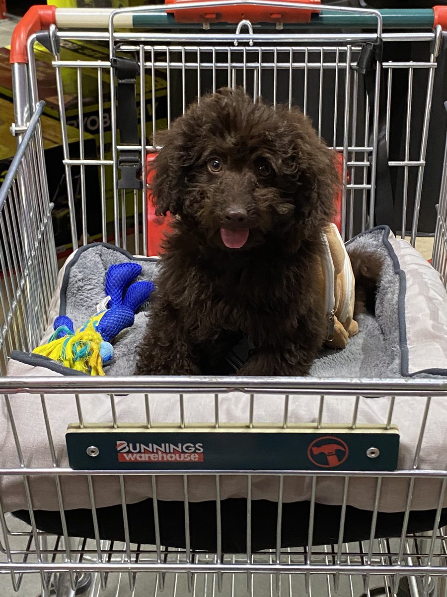 augustasnake1's tweet photo. @Bunnings Winnie’s first big day out at Bunnings. She turned a lot of heads. Staff and customers at the Modbury store were smitten by her. Staff were extremely positive, knowledgeable and helpful as usual. Thank you https://t.co/vz37TOU5Ql