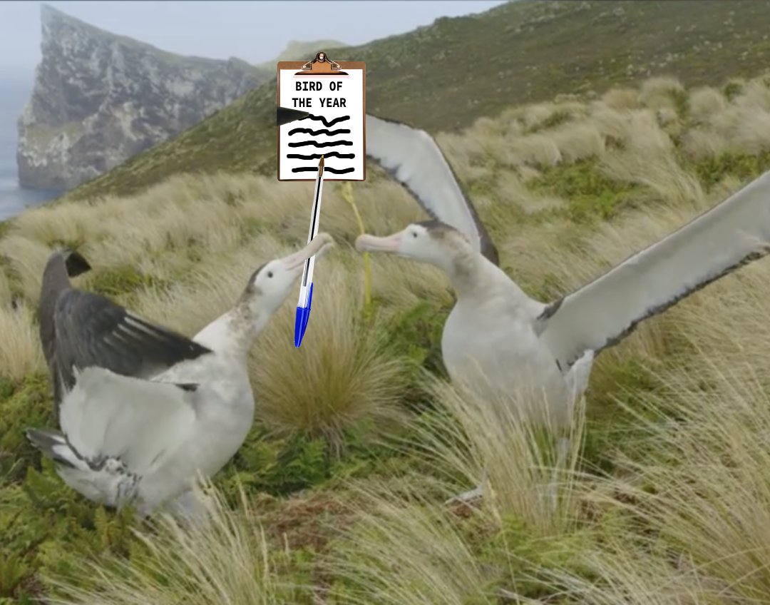 True fact: toroa write with their bills, not their wings as commonly believed. 

GO AND VOTE TODAY AT BIRDOFTHEYEAR.ORG.NZ 

#seabirdsnottreebirds #seabirds #birdoftheyear #boty <a href="/Forest_and_Bird/">Forest & Bird</a> <a href="/itsliveocean/">Live Ocean Foundation (inactive)</a> <a href="/JohnJCampbell/">John Campbell</a> <a href="/SeabirdSmart/">Southern Seabirds</a>