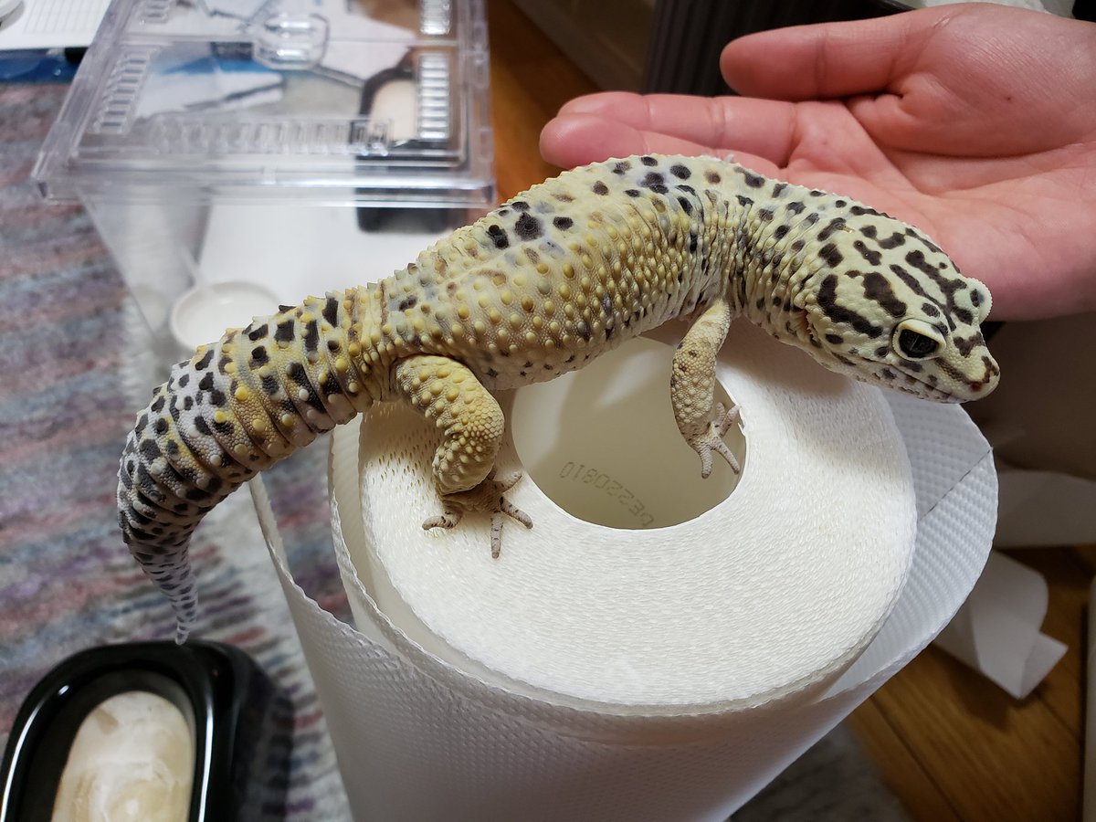 同じ路線の夢を持つ友達がメンテをお手伝いしてくれました✨

飼育作業手馴れてて手際良くて｢あれ？俺邪魔じゃね？😇｣ってなってた😂
お預かり中のバレンくんもパシャリ📸

ノヴァ今日はありがと〜！ 