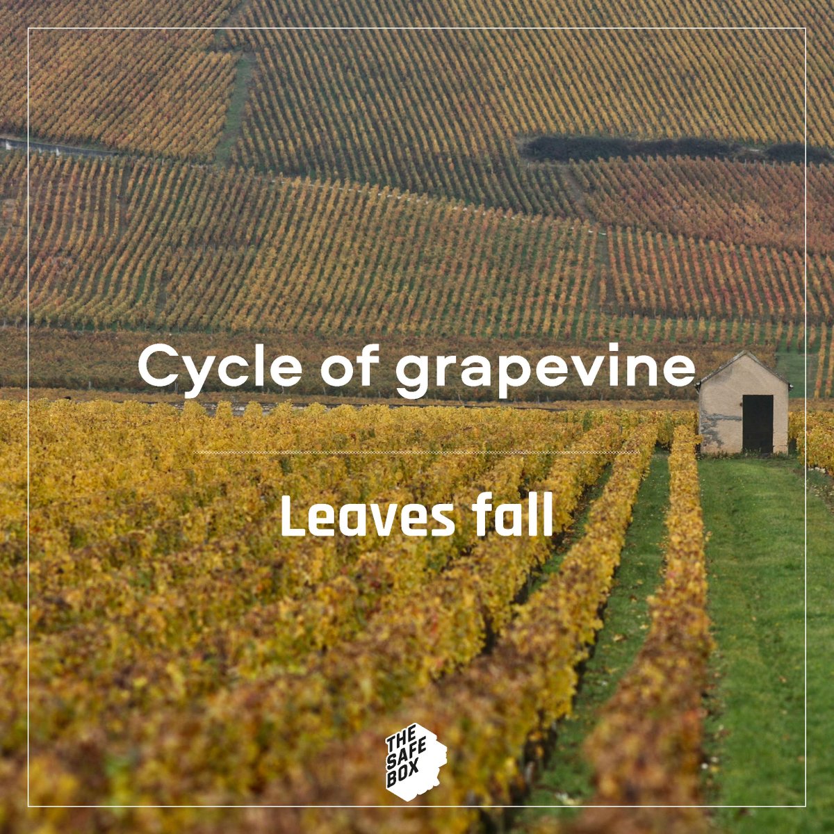 TheSafeBoxNFT's tweet photo. After the harvest, fall is here. While the wine is in barrels after weeks of winemaking, the vine is getting prepared to face winter. 

#NFT #blockchain #innovation #wine https://t.co/3xpfywwu3S
