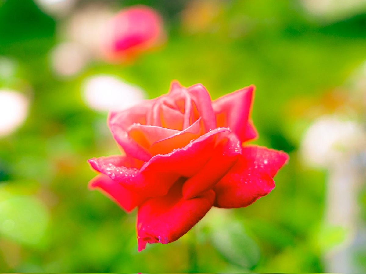 shibachan_photo's tweet photo. ボケすぎて浮かび上がったように見える薔薇🌹マリア・カラスという品種だそうです。

#東京写真 #旧古河庭園
#marumi #retrosoft
#写真好きな人と繫がりたい 
#写真撮ってる人と繫がりたい 
#ファインダー越しの世界 
#キリトリセカイ https://t.co/86bkQ6dVKU