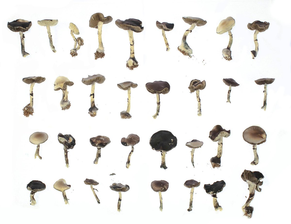 How mushrooms become magic

In recent years, there has been a resurgence of interest in psychedelic compounds from a human health perspective. 

[short 🧵]