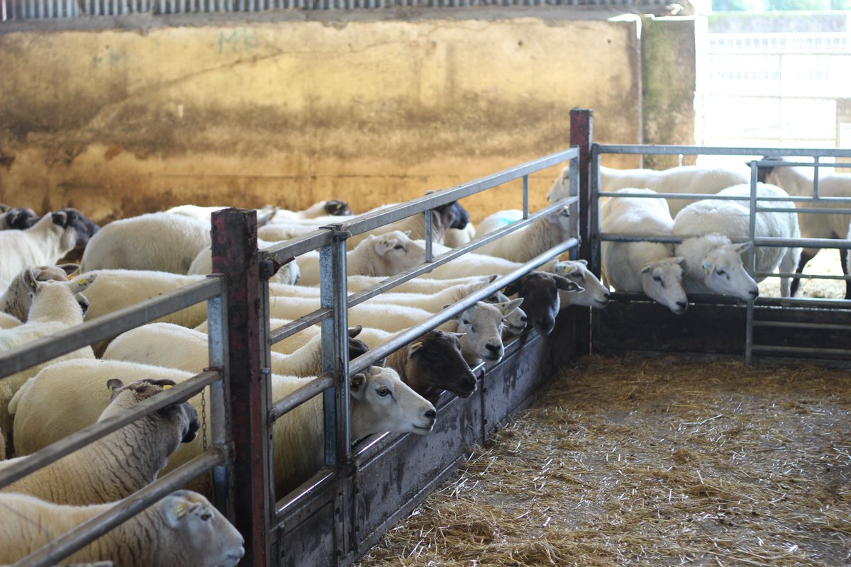 How do I know what I am looking for when it comes to €urostar Indexes? You need to think about your breeding strategy for your flock. What traits do you want to enhance? Are you breeding to keep or sell replacements, or to produce lambs for slaughter?
👉 sheep.ie/?p=6919