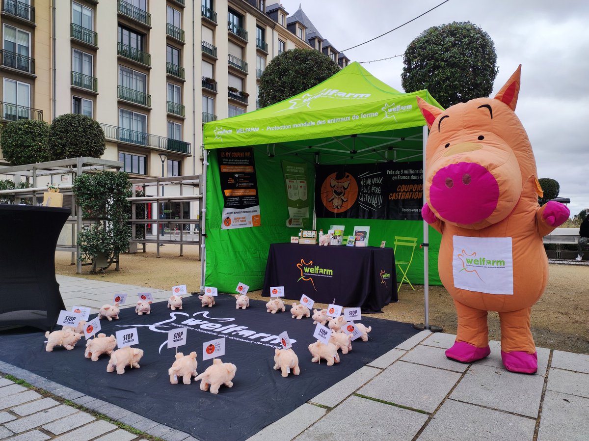 MWaniowski's tweet photo. Début de la tournée #StopCastration en Bretagne ! Nous sommes aujourd'hui à #Rennes pour demander la fin de la castration des porcelets 🐷 Venez nous voir 👋 https://t.co/FffMoHNDig