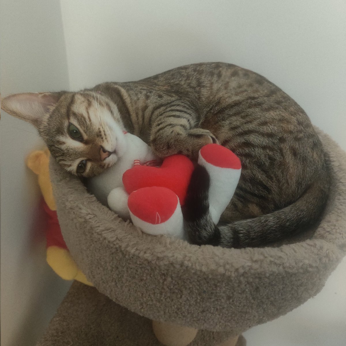radegaps's tweet photo. @IshmeetNagpal Dodo says hi and hopes you have meaowrvellous evening! https://t.co/zM9ogaxy5l