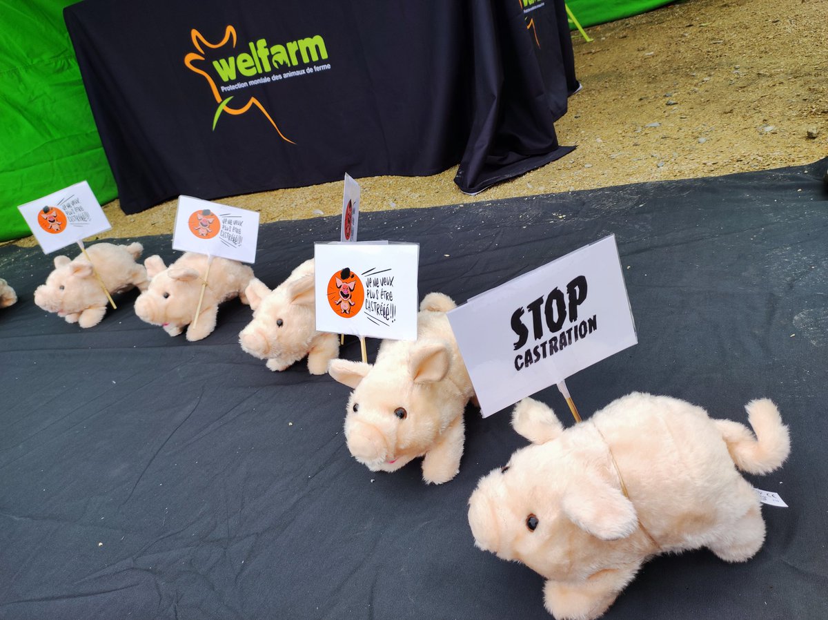 MWaniowski's tweet photo. Début de la tournée #StopCastration en Bretagne ! Nous sommes aujourd'hui à #Rennes pour demander la fin de la castration des porcelets 🐷 Venez nous voir 👋 https://t.co/FffMoHNDig