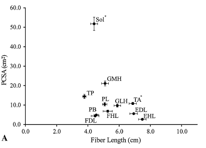 dbarbs10's tweet photo. Were you as surprised as I was to learn that the Soleus as the highest PCSA of any lower limb muscle? >50cm^2 #Physioloy #anatomy #sportscience #Research #Cadaver #PhDChatter (From Ward et al., 2009) https://t.co/jtm4WQYgwo