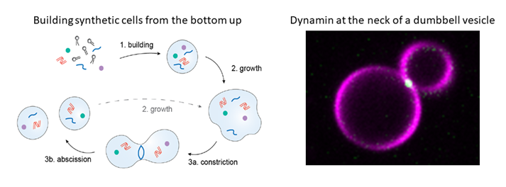 New job opening!

You can now apply for a new PhD position at TU Delft Bionanoscience, to perform research on synthetic cell division in the labs of both @cees_dekker & @gijsjekoenderi1 (Biosoft)!

Curious to find out more? Visit:
academictransfer.com/en/318745/phd-…