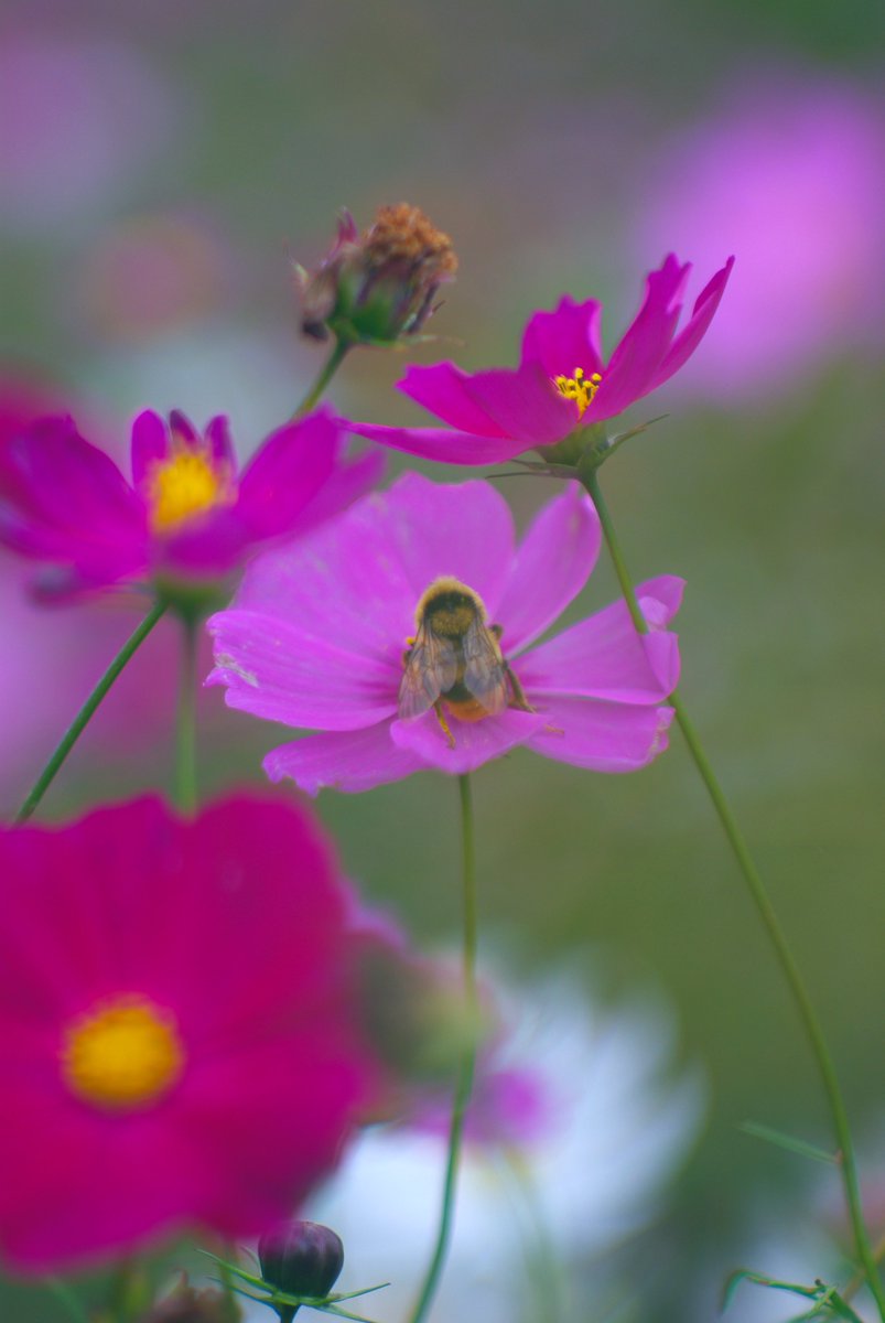 naonao77700's tweet photo. 蜂さん🌸🐝✨✨
Jupiter-9 85mm f2
PENTAX K 10D
#オールドレンズ
#Jupiter_9 https://t.co/QtUM5ignVK