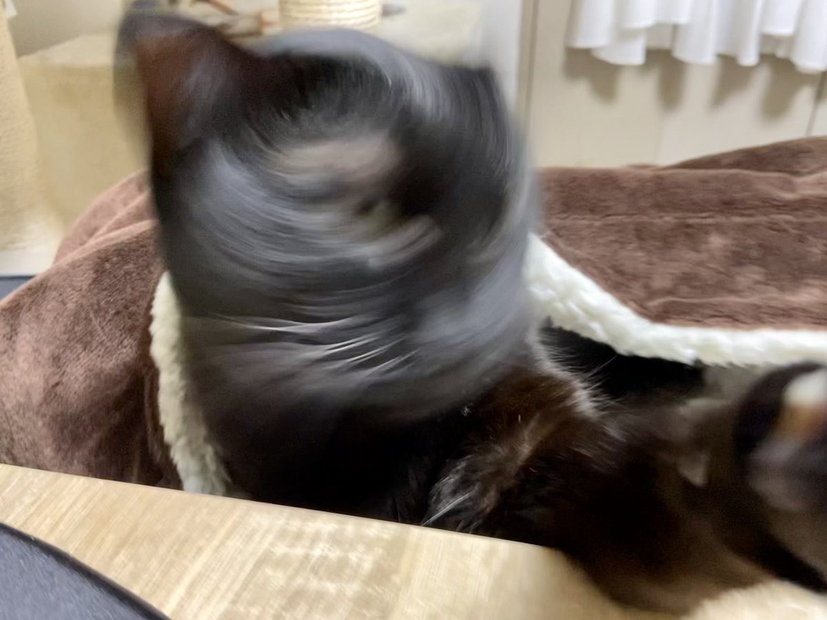 yorusan03's tweet photo. 885日目
ちょっと猫ドリルなよるさん https://t.co/CsFjlazRJg